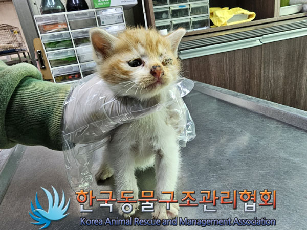 종료(자연사) 한국…